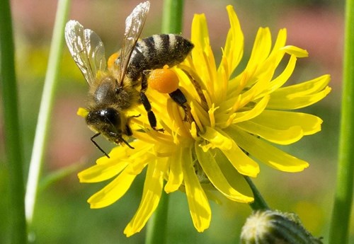 Khám phá khoa học: Tìm hiểu con ong mật
Lứa tuổi mẫu giáo bé (3-4 tuổi)